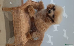 Toy Poodle dogs for stud: Kc registered toy poodle in Wisbech - Image 3