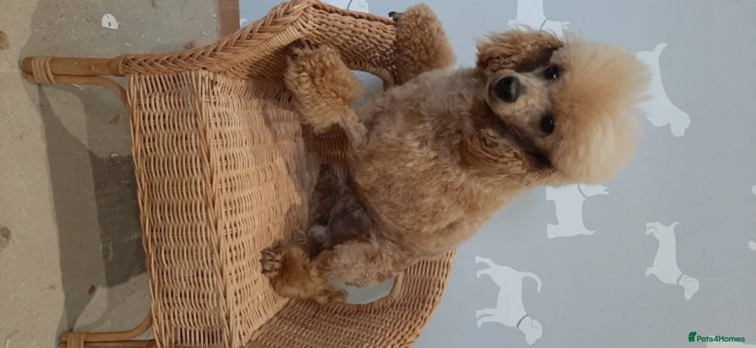 Toy Poodle dogs for stud: Kc registered toy poodle in Wisbech - Advert 3