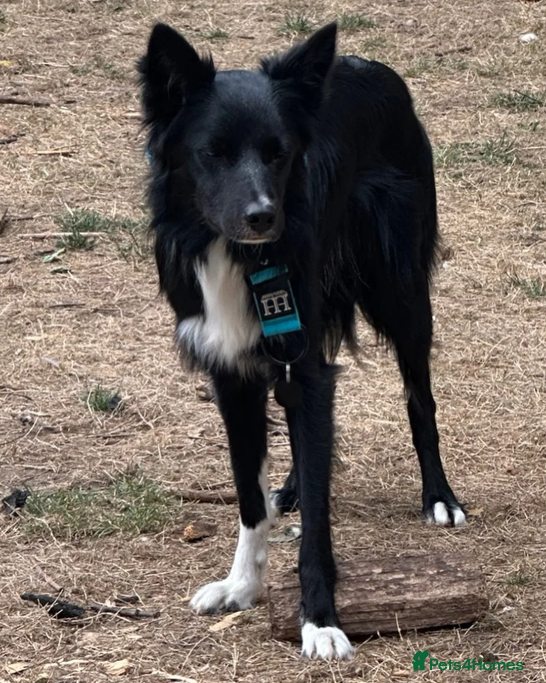 Borador dogs for sale: Labrador x Collie Puppies - Advert 9