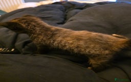 British Longhair cats for sale: Beautiful British longhair kittens - Image 14