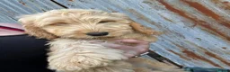 Cockapoo dogs for sale: One girl and one boy left, Ready  - Advert 3