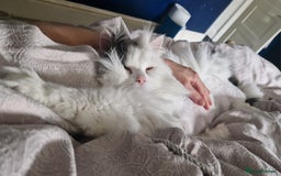 Ragdoll cats for sale: Gorgeous Ragdoll x Persian boy  - Image 9