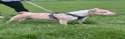 American Bully dogs for sale: Kiara - Advert 3