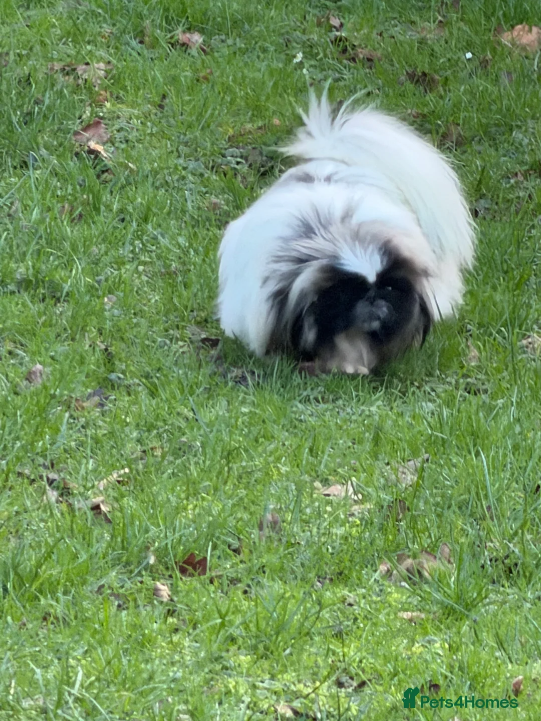 Pekingese dogs for sale: Kc Pekingnese boys available - Advert 14
