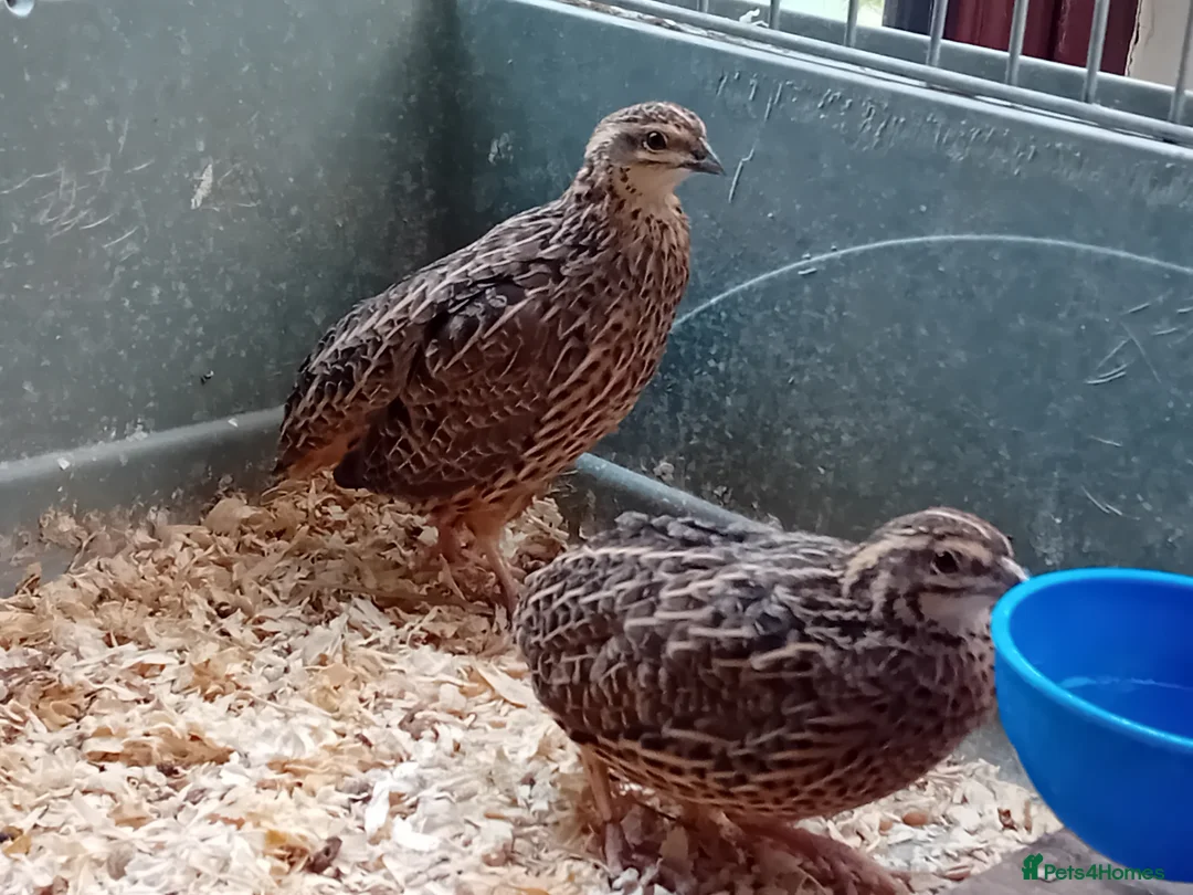 Quail poultry for sale: African Harlequin Hens Seeking a Special Home - Advert 2