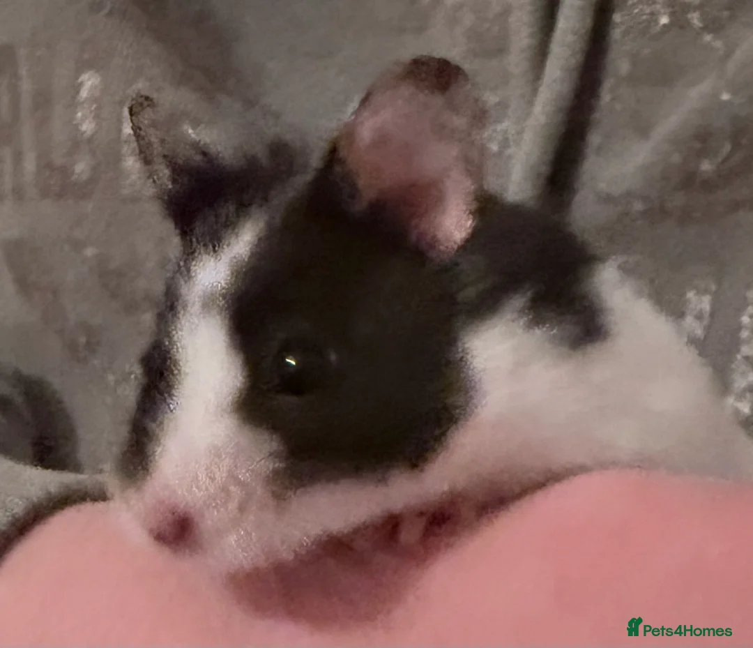 Hamster rodents for sale: Syrian Hamster  - Advert 2