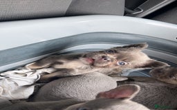 French Bulldog dogs for sale: Quality health clear fluffy French bulldogs  - Image 17
