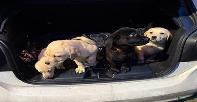 Labrador Retriever dogs 1girl 5 boys READY TO GO BOTH VACCINATIONS PAID  - Advert 5