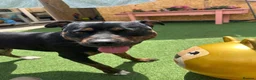 Staffordshire Bull Terrier dogs for sale: Staff x breed for sale - Advert 4