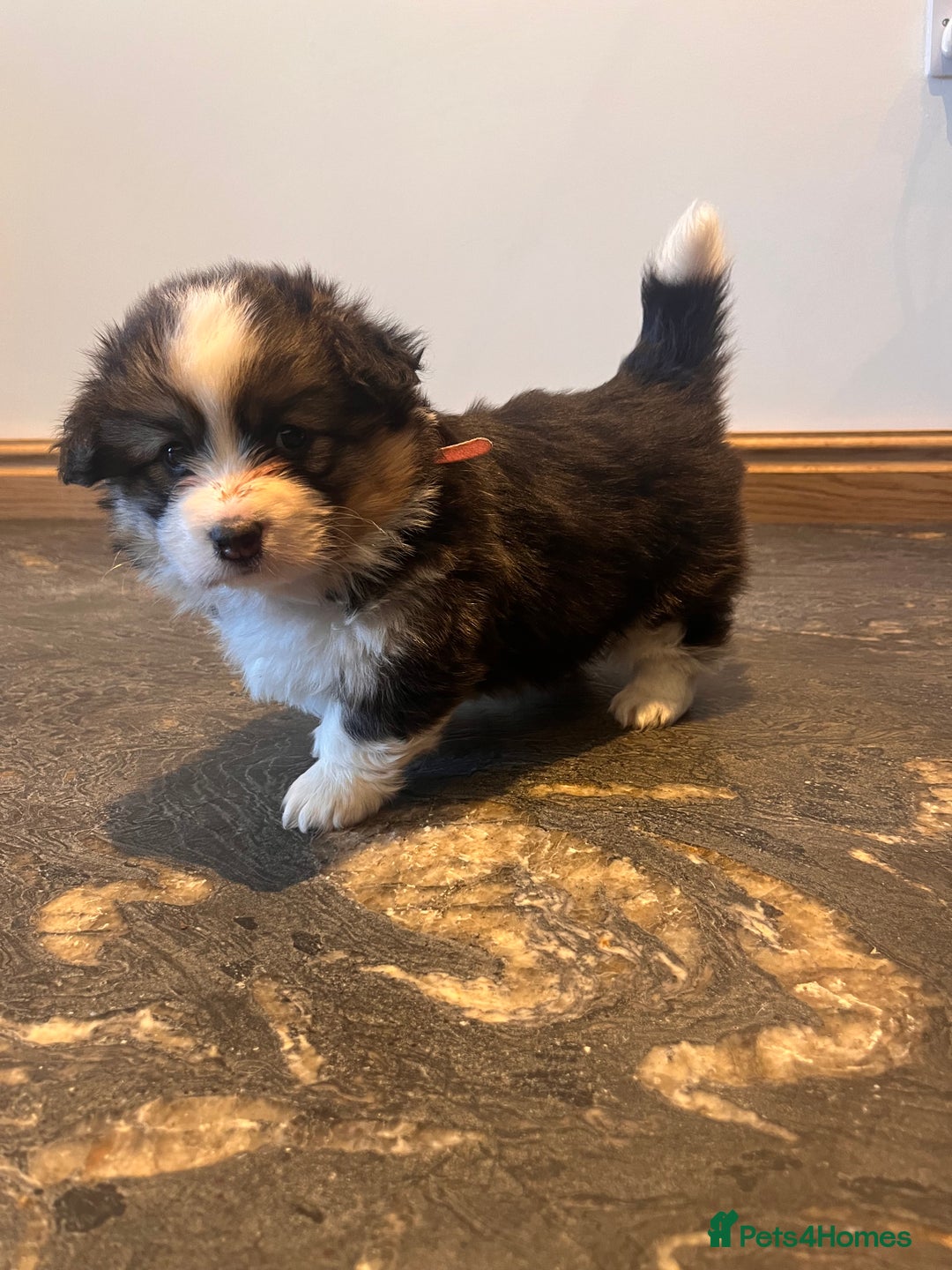 Welsh Corgi Pembroke dogs for sale: KC Pembroke Welsh Corgis (Gorgeous Tri Colour) - Advert 5