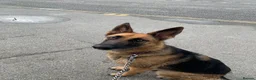 Mixed Breed dogs for sale: Loving German Shepherd looking for forever home in Truro - Advert 3