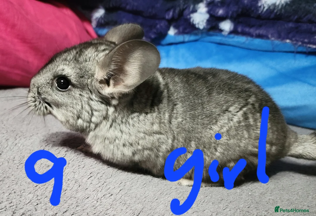 Chinchilla rodents for sale: Baby female chinchillas - Advert 5