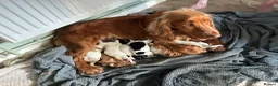 Cocker Spaniel dogs for sale: Beautiful Cocker spaniel puppies for sale  in Mansfield - Advert 1