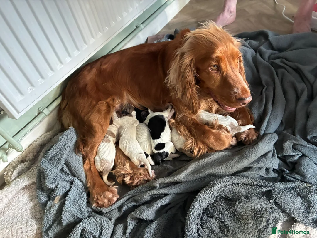 Cocker Spaniel dogs for sale: Beautiful Cocker spaniel puppies for sale  in Mansfield - Advert 1