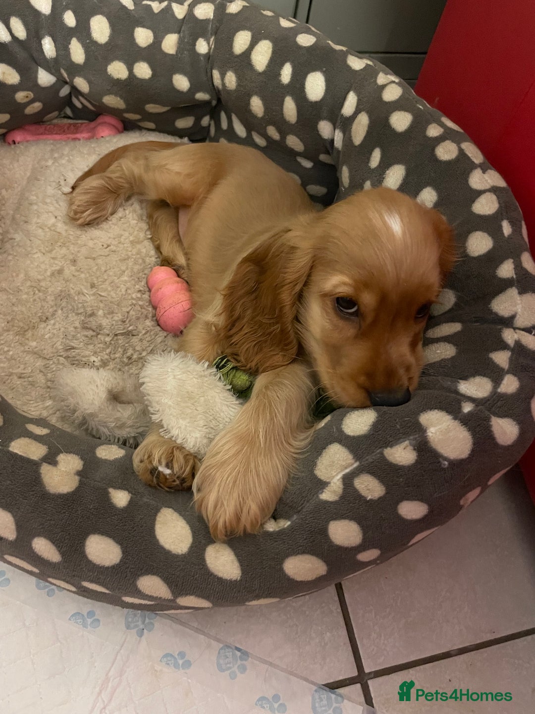 Cocker Spaniel dogs for sale: KC SHOW COCKER SPANIELS READY NOW - Image 12