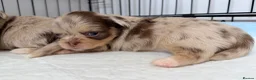Chihuahua dogs for sale: Long coat chihuahua  - Advert 35