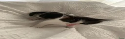 Mixed Breed cats for sale: Male kittens  - Advert 10