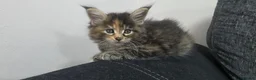 Maine Coon cats for sale: TICA registered family raised babies - Advert 3
