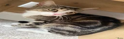 Mixed Breed cats for sale: Rosey, female Tabby mix age 3 - Advert 5