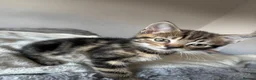 Mixed Breed cats for sale: Two tabby kittens both boys - Advert 3