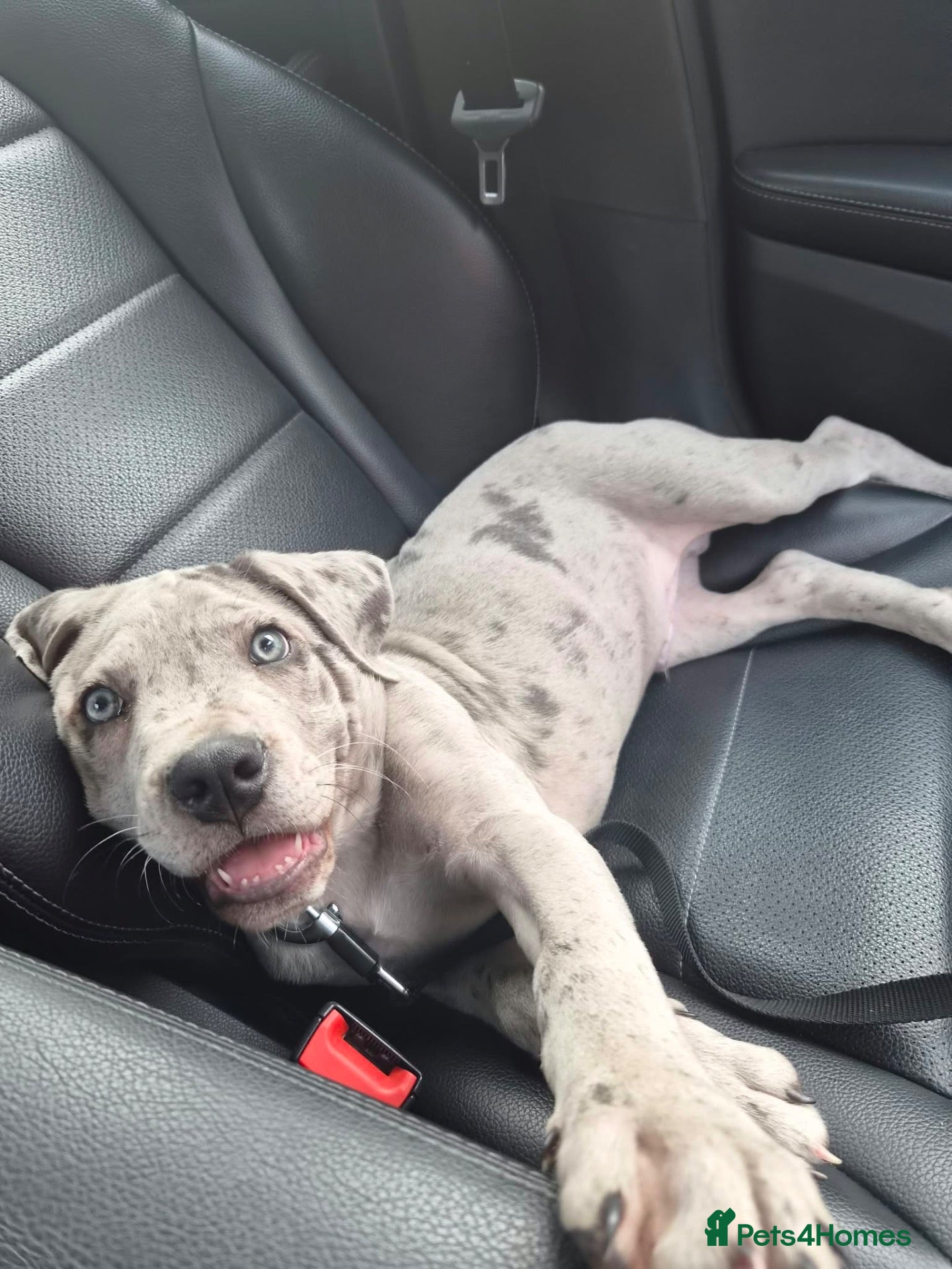 Cane Corso dogs ONE MERLE 11 WEEKS OLD - Advert 2