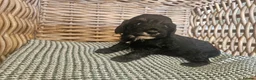 Cockapoo dogs for sale: Beautiful Litter of Stunning Cockerpoo Puppies - Advert 39