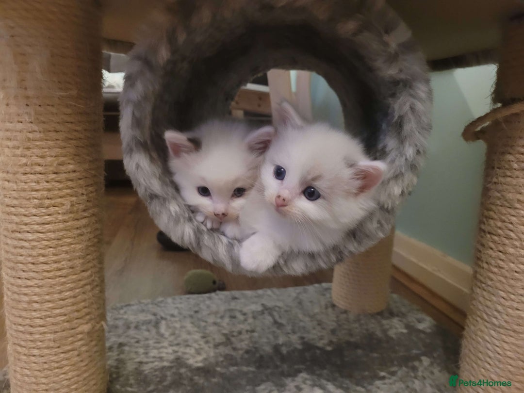Ragdoll cats for sale: Litter of Five Gorgeous Ragdoll Kittens! - Image 6