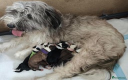 Tibetan Terrier dogs for sale: KC Tibetan Terrier Puppies For Sale😀 - Image 12