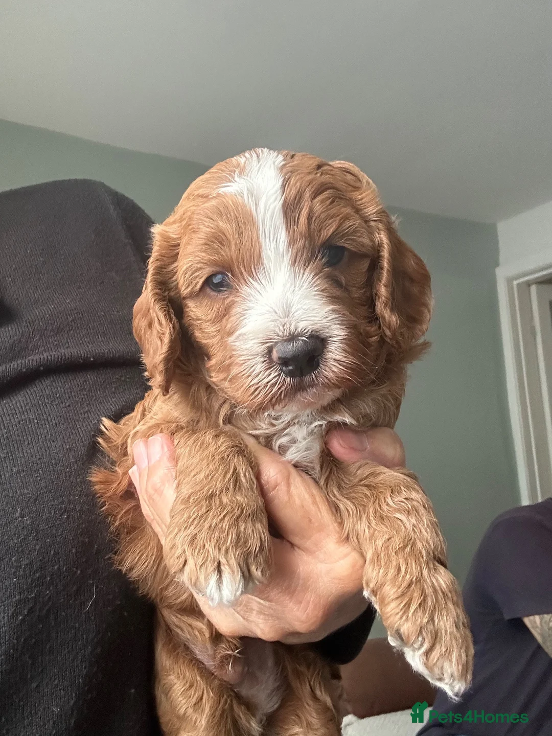 Cavapoo dogs for sale: Red Cavapoos F1b  - Advert 2