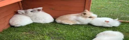 Mixed Breed rabbits for sale: Baby rabbits ready now  - Advert 3