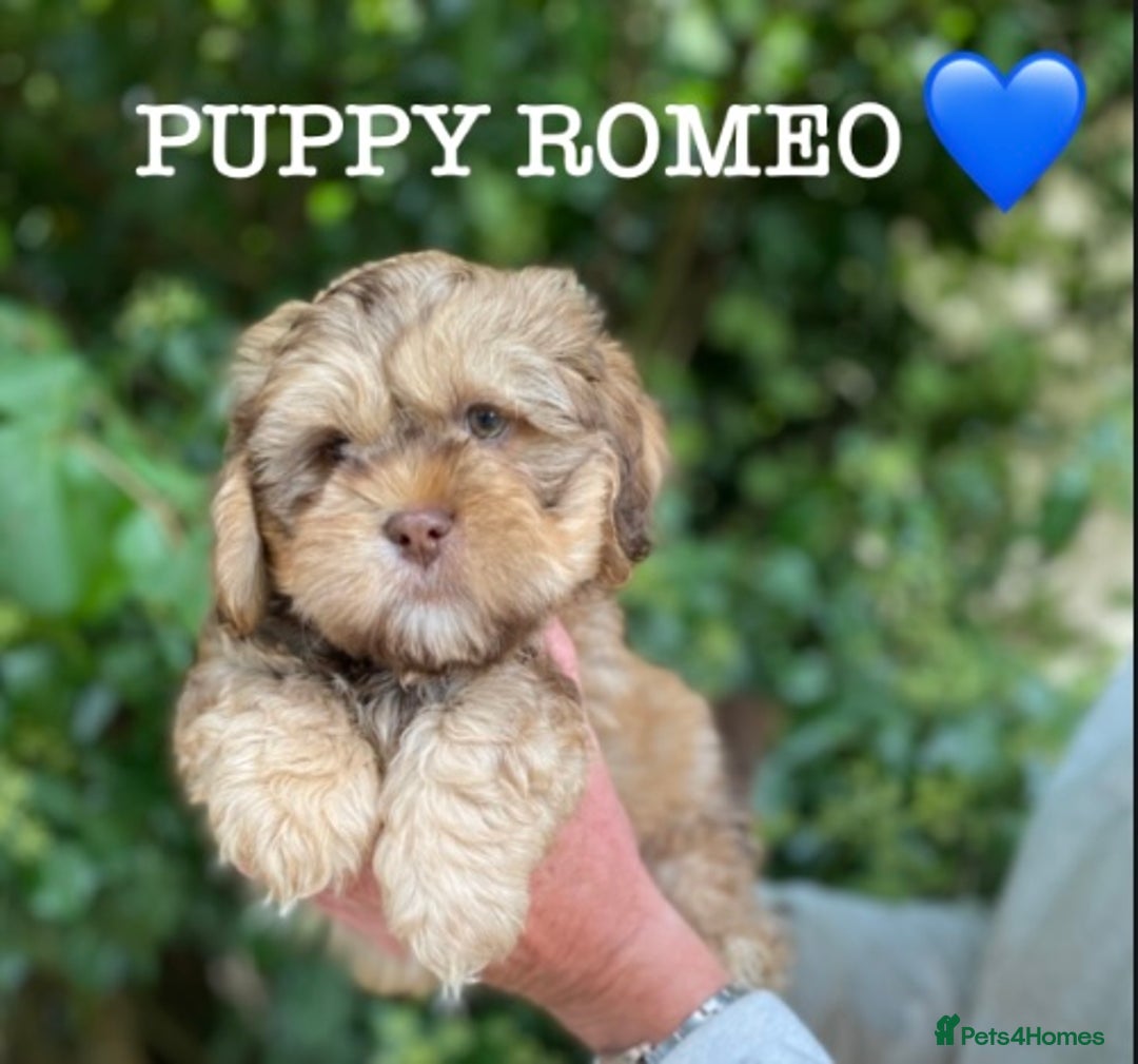 Shih Tzu dogs for sale: 🌟OUTSTANDING MALSHIPOO LITTER🌟Ready from 4/10/25 - Image 5