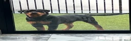 Rottweiler dogs for sale: 10 month old German Rottweiler amazing bloodlines  in Ilford - Advert 3
