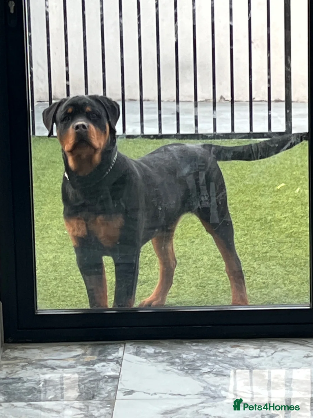 Rottweiler dogs for sale: 10 month old German Rottweiler amazing bloodlines  in Ilford - Advert 3