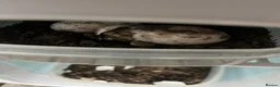 Tortoise reptiles for sale: Spur Thigh hatchlings  - Advert 2