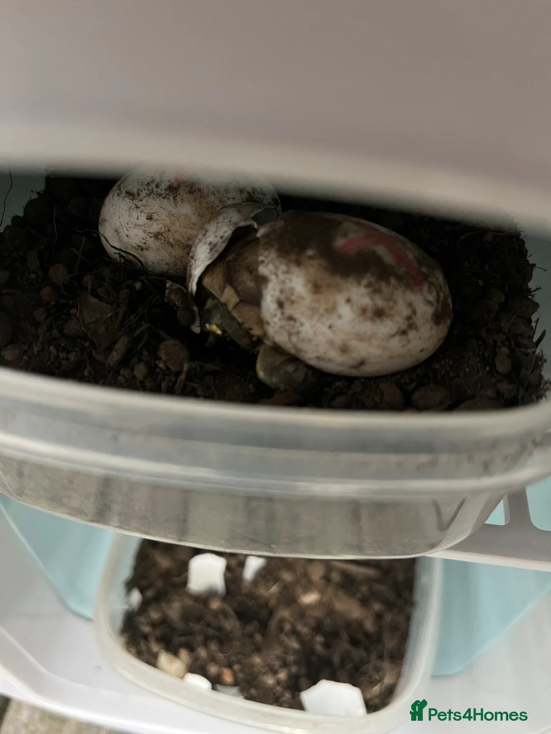 Tortoise reptiles for sale: Spur Thigh hatchlings  - Advert 2