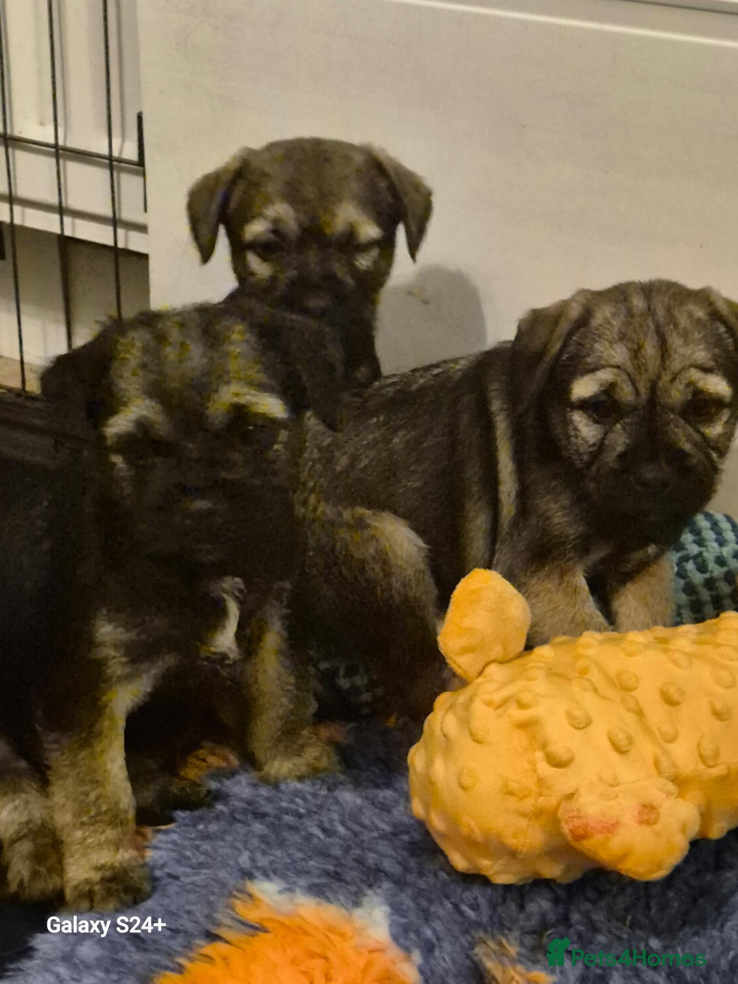Border Terrier dogs for sale: Stunning border terrier puppys  - Advert 5
