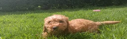 Cockapoo dogs for sale: Ready now- F1b Miniature Cockapoo Pup Charlie  - Advert 11