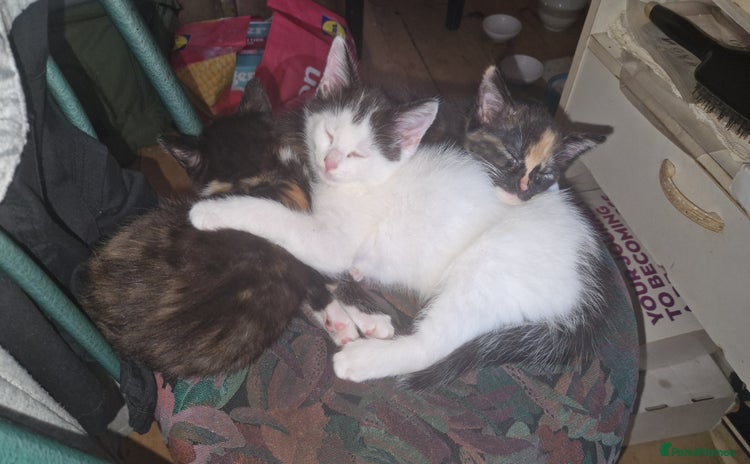 Mixed Breed cats - Advert 3