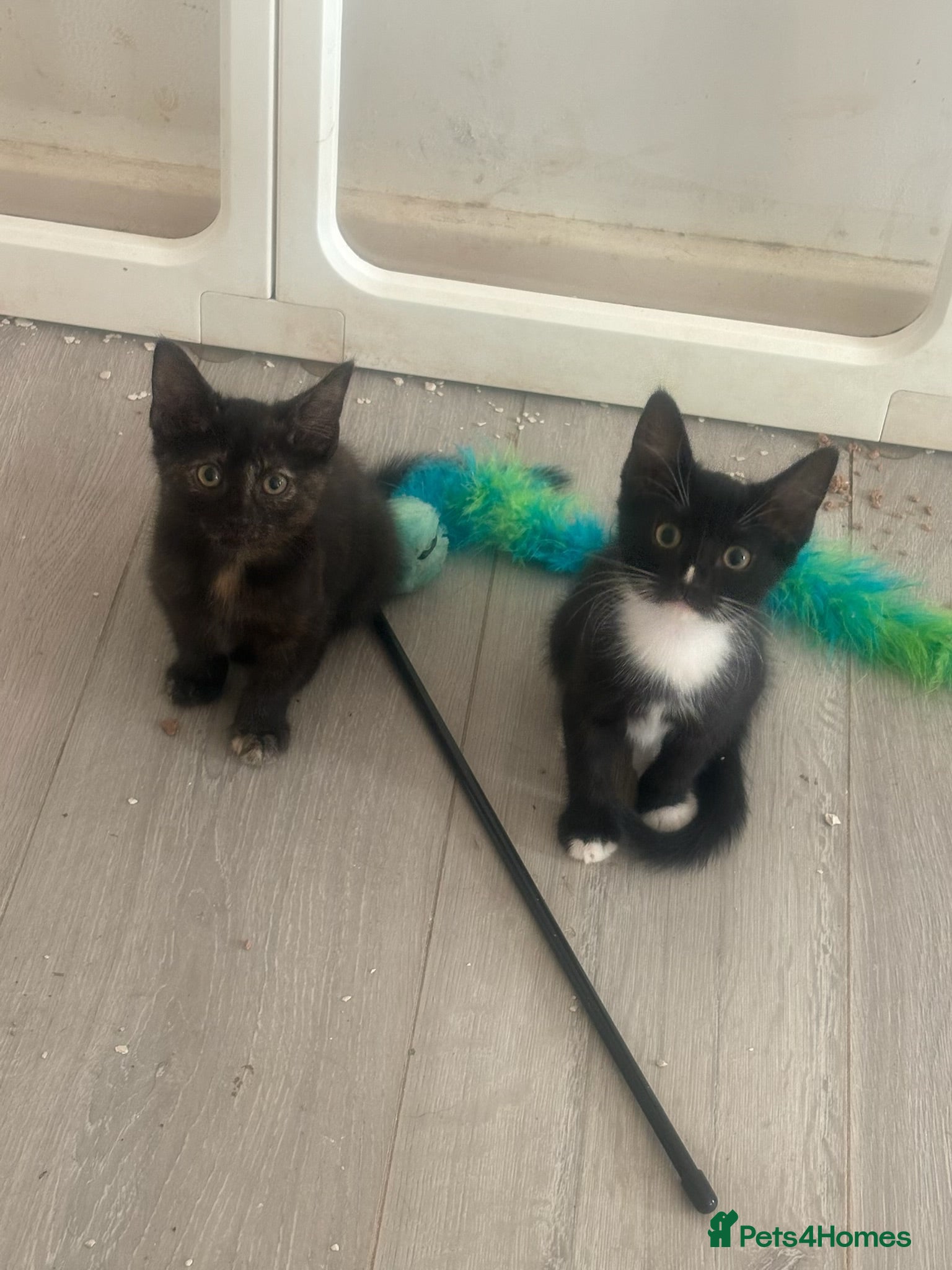 Domestic Shorthair cats Beautiful kittens last three left  - Advert 22