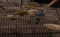 Budgerigars birds for sale: 2 Budgies - Image 4
