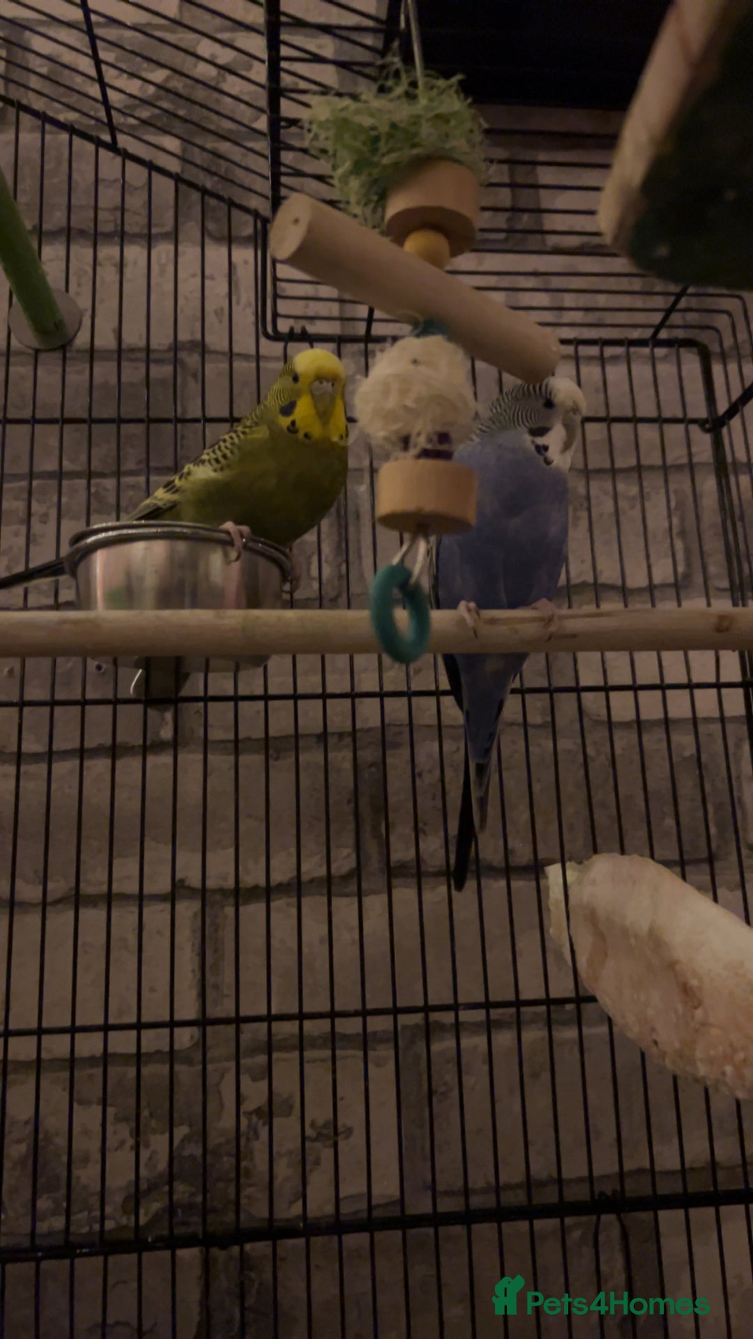 Budgerigars birds for sale: 2 Budgies - Image 4