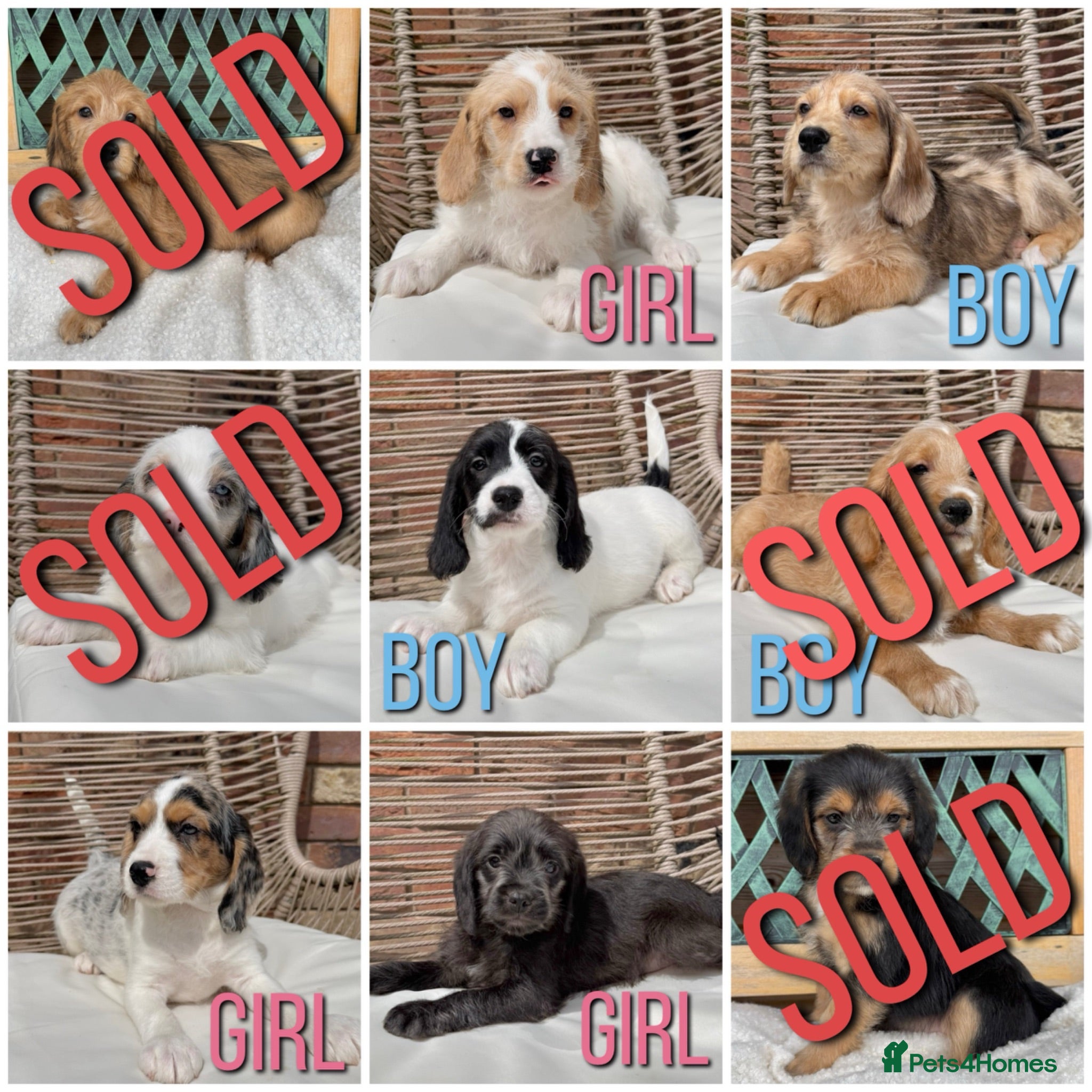 Mixed Breed dogs ⭐️⭐️Poogle Puppies (Beagle x Miniature Poodle)⭐️⭐️ - Advert 1