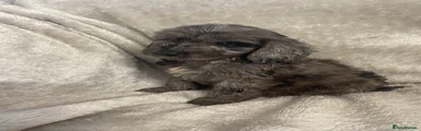 Cockapoo 1