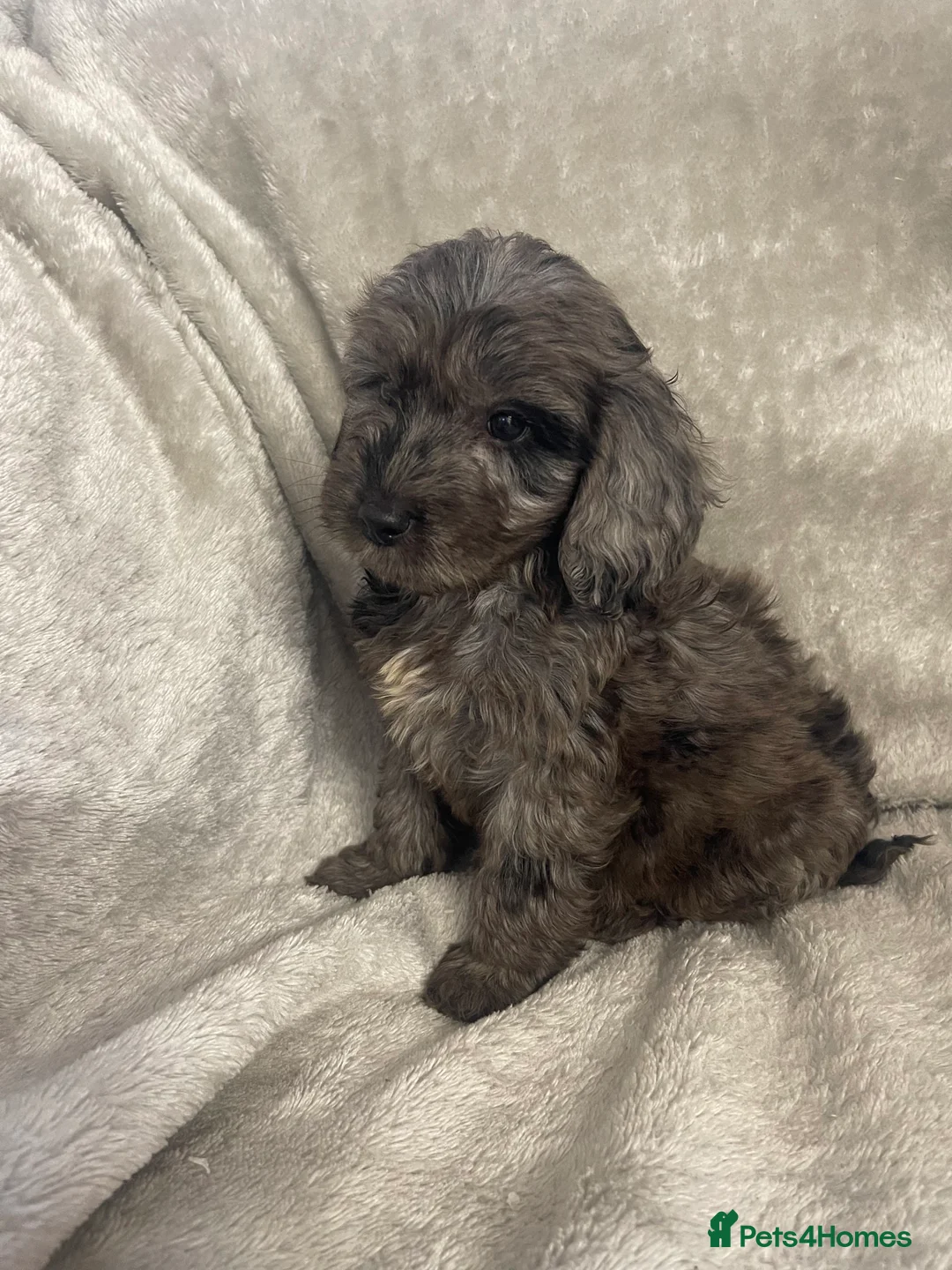 Cockapoo dogs for sale: F1 Beautiful merle cockapoos. - Advert 38