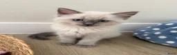 Ragdoll cats for sale: £850 for pair - Beautiful Bonded Ragdoll Kittens  - Advert 3