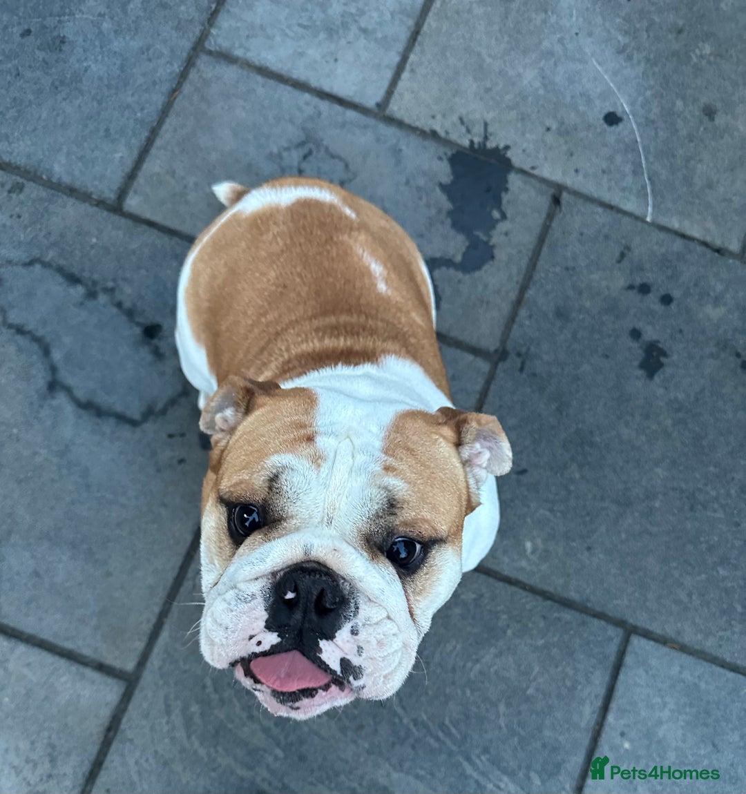 English Bulldog dogs for sale: Beautiful healthy pet female bulldog 2.5yrs old - Advert 3