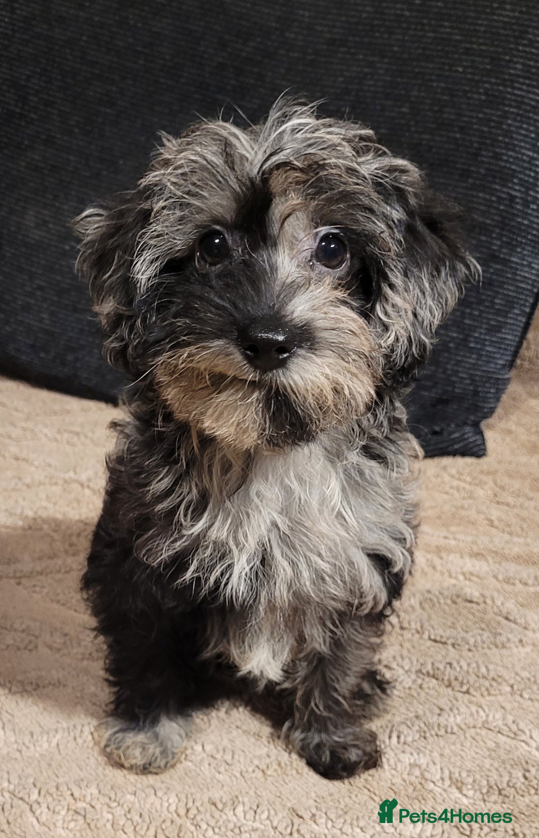 Labradoodle dogs for sale: Labradoodle puppies - Advert 26