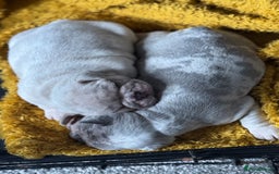 French Bulldog dogs for sale: Lilac Merle and Cream ghost Merle  in Stoke-on-Trent - Image 29