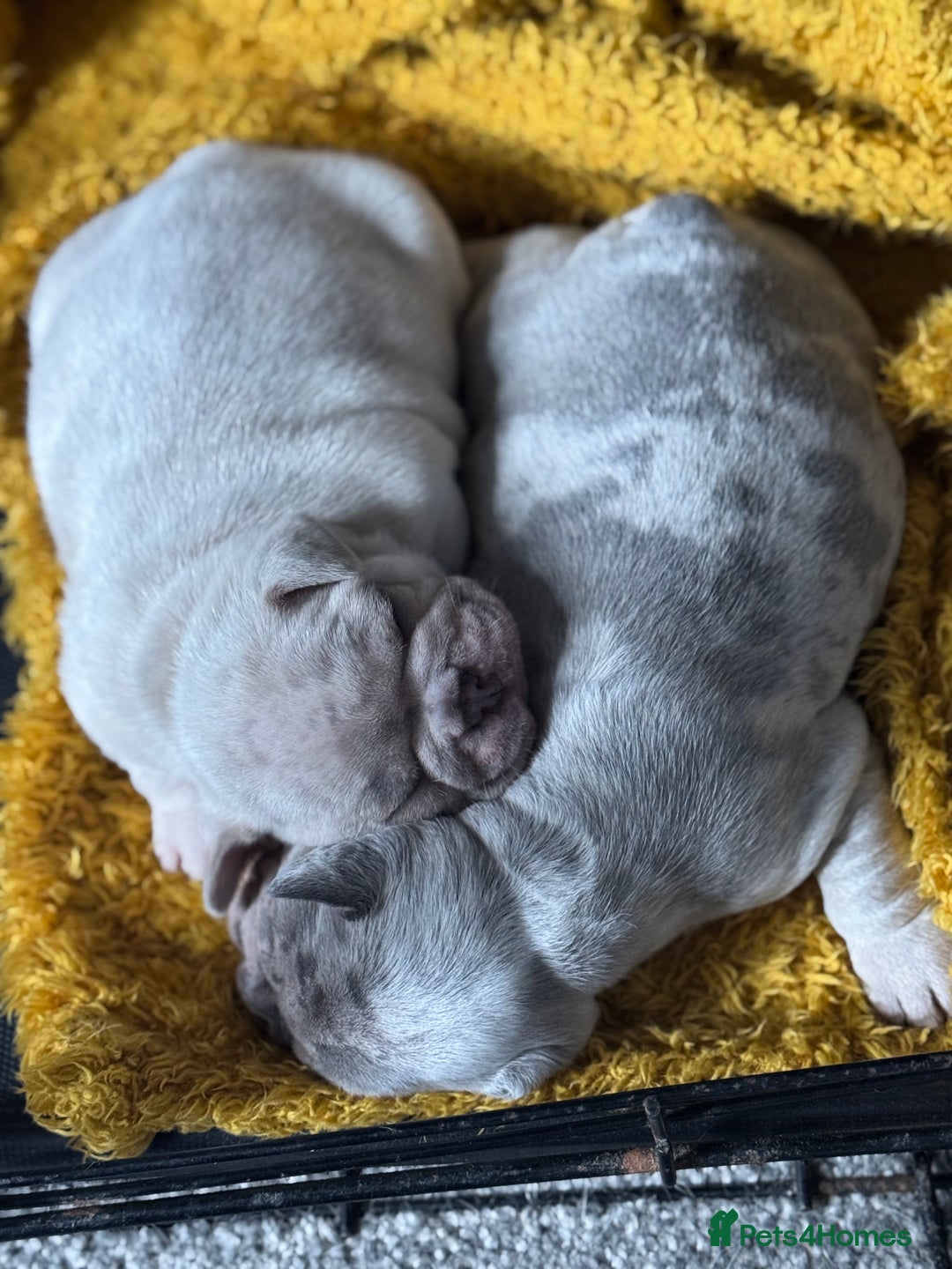 French Bulldog dogs for sale: Lilac Merle and Cream ghost Merle  in Stoke-on-Trent - Image 29
