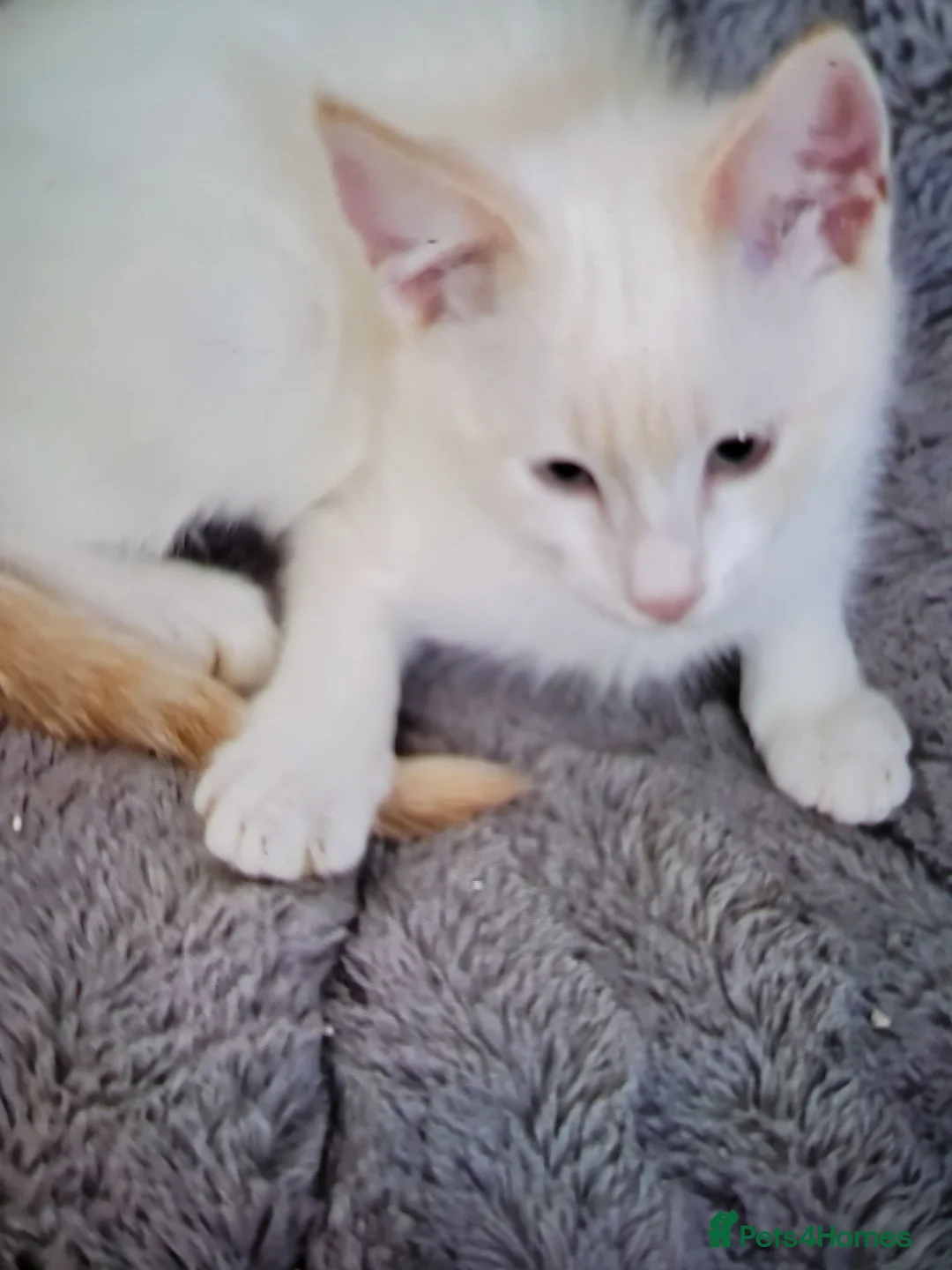 Mixed Breed cats for sale: Kittens - Advert 2